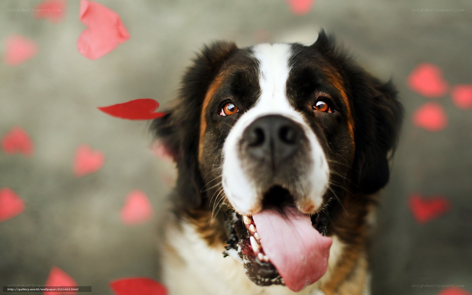 Saint Bernard with hearts