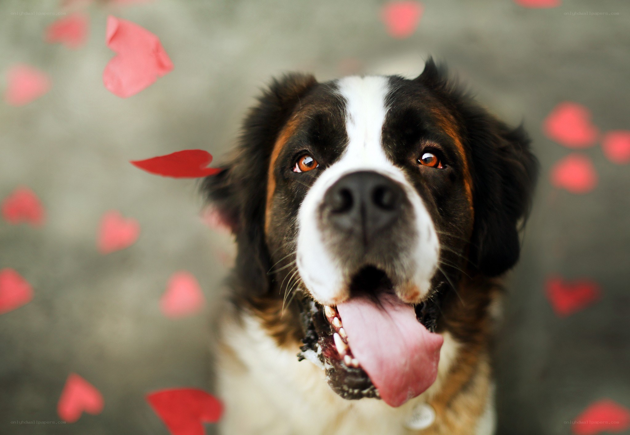 Saint Bernard with hearts