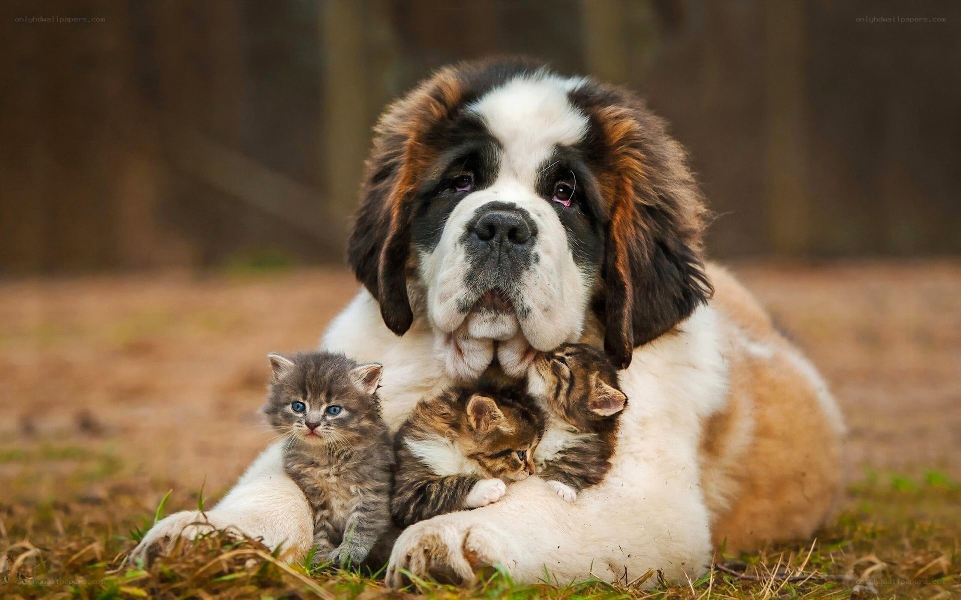 Saint Bernard with kittens