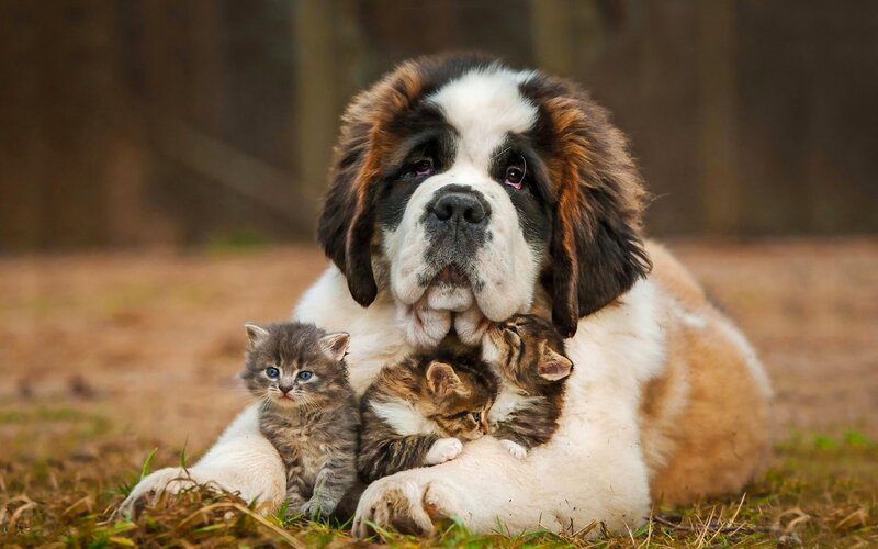 Saint Bernard with Kittens — Brown