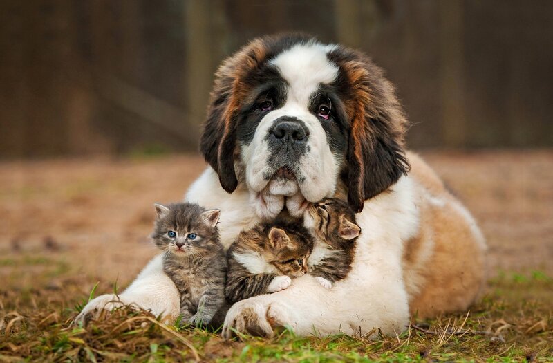 Saint Bernard with kittens
