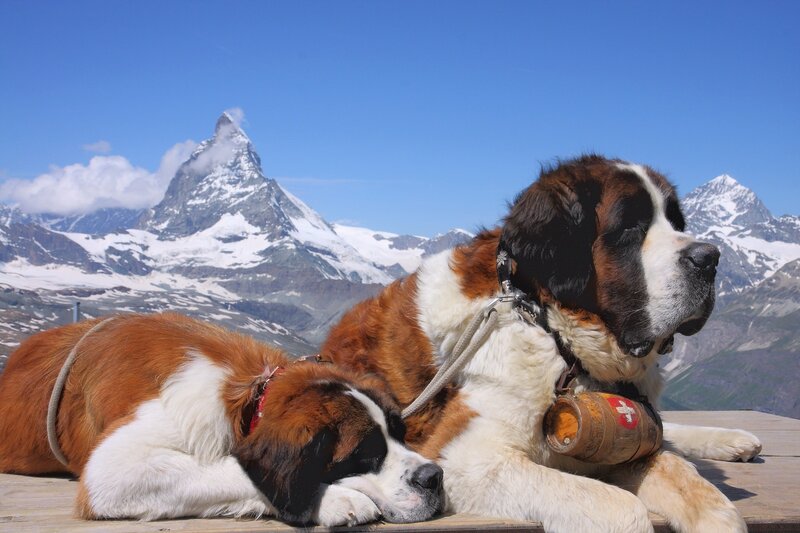 Saint Bernards at Matterhorn