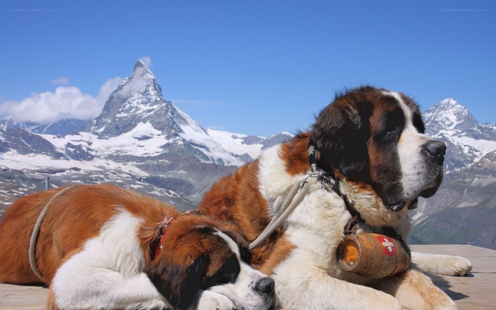 Saint Bernards at Matterhorn