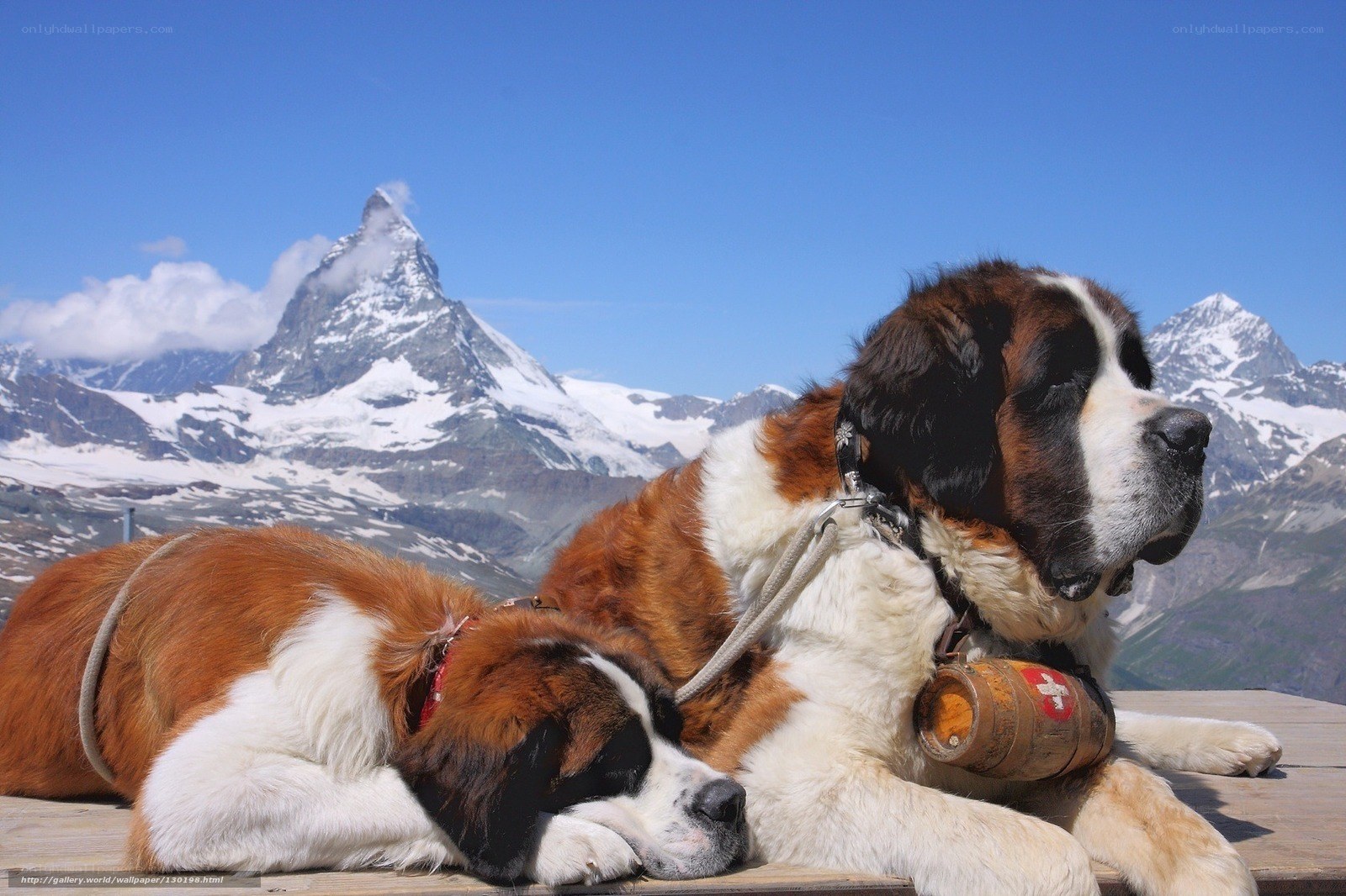 Saint Bernards at Matterhorn