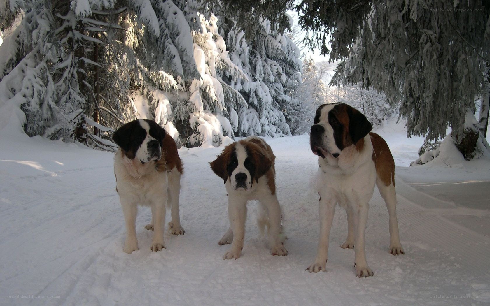 Saint Bernards in snowy forest