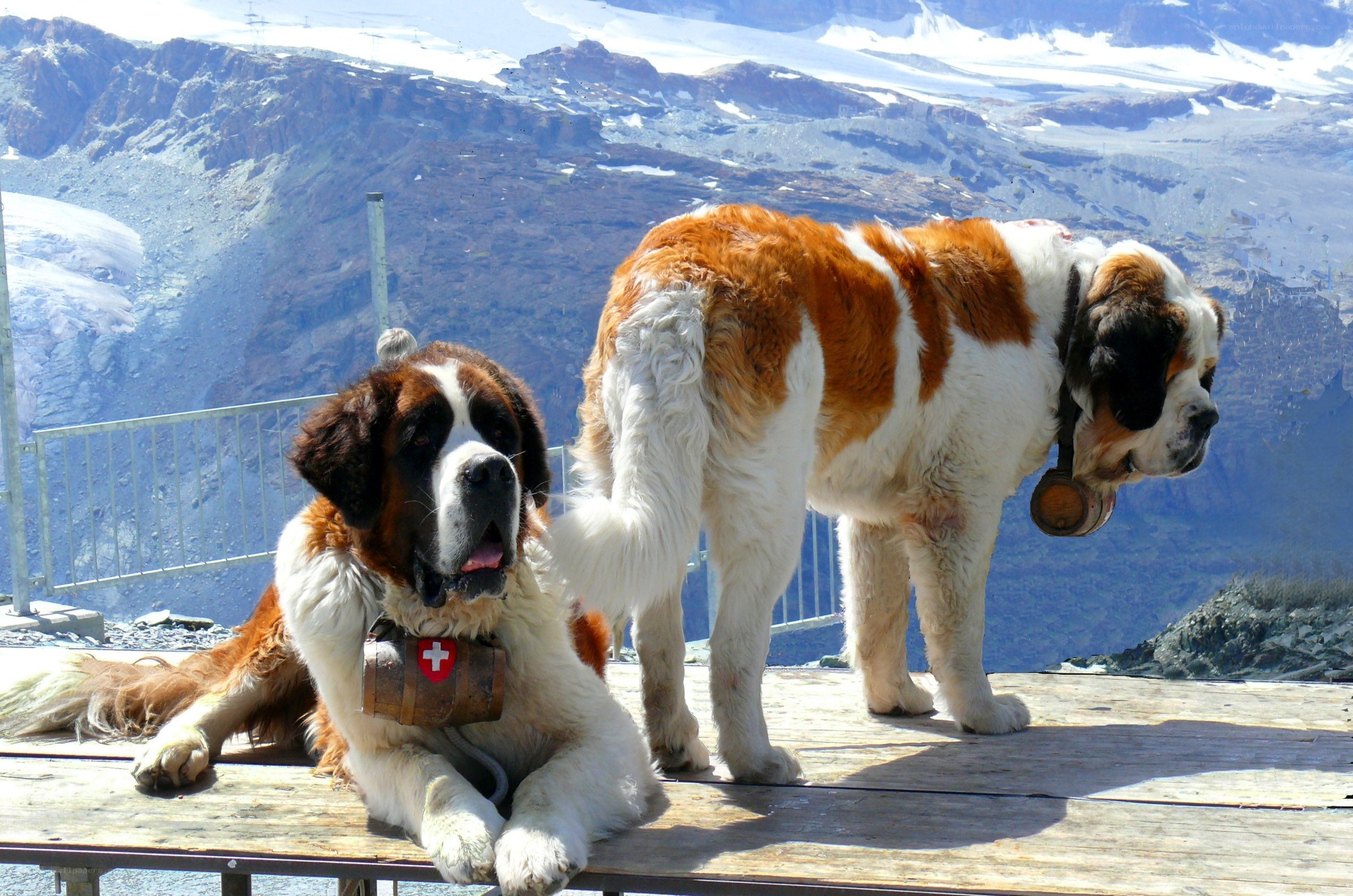 Saint Bernards on a mountain