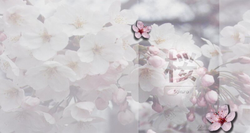 Sakura cherry blossoms