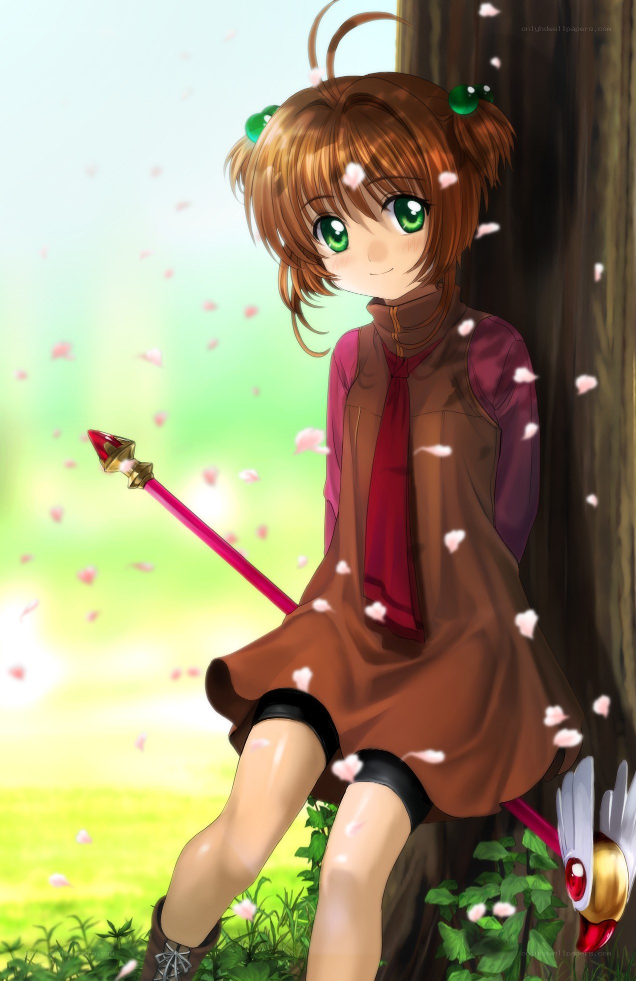 Sakura in a sunny garden