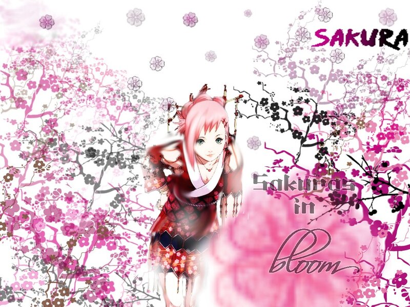 Sakura in bloom