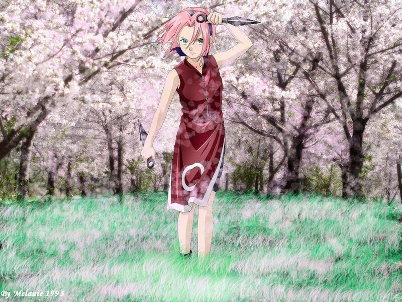 Sakura in cherry blossom field