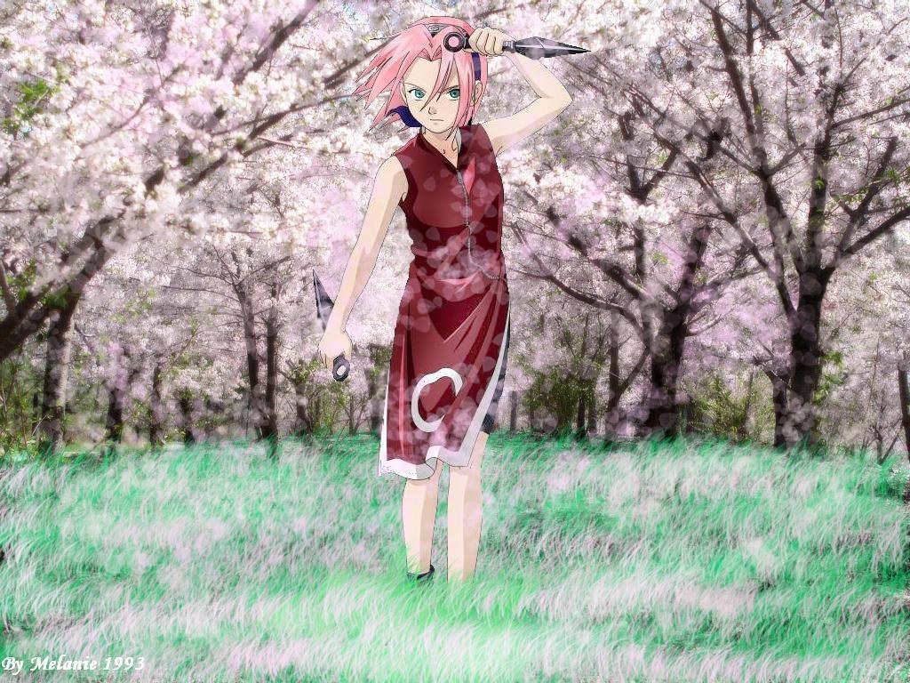 Sakura in cherry blossom field