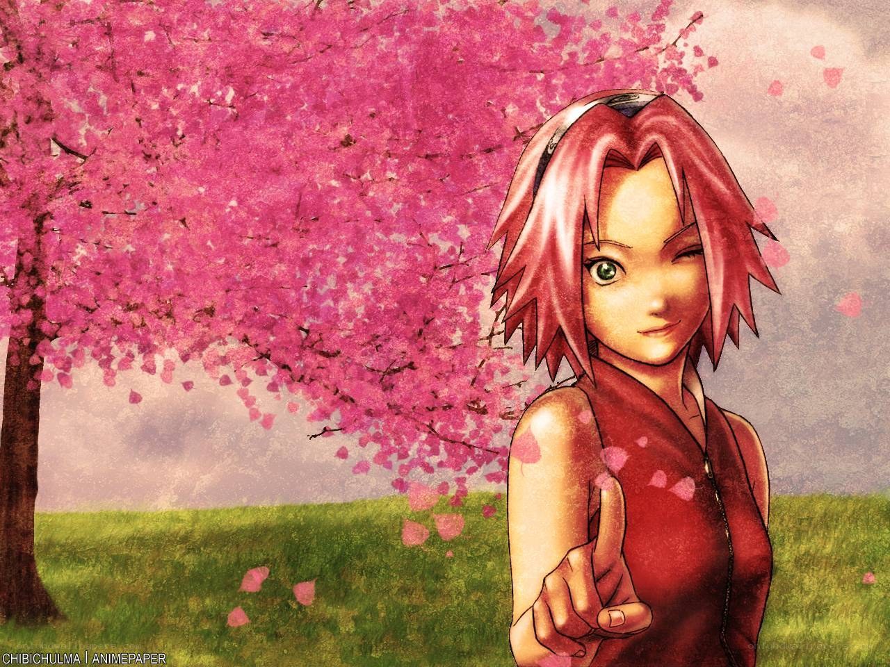Sakura in cherry blossom field
