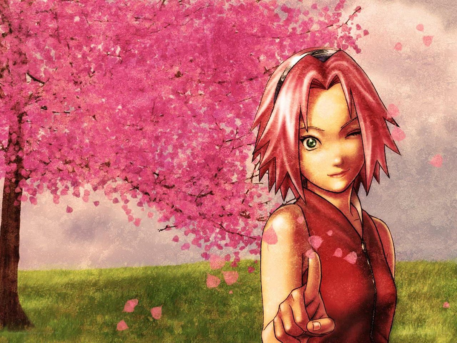 Sakura in cherry blossom field