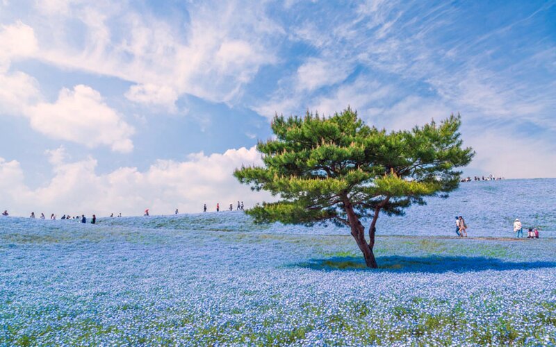 Sakura Tree in Field — Blue