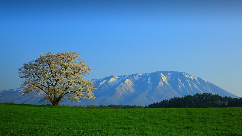 Sakura Tree in Field — Green, Serene, Spring