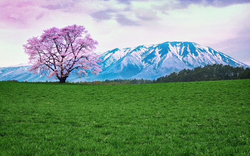 Sakura Tree in Field — Green, Serene