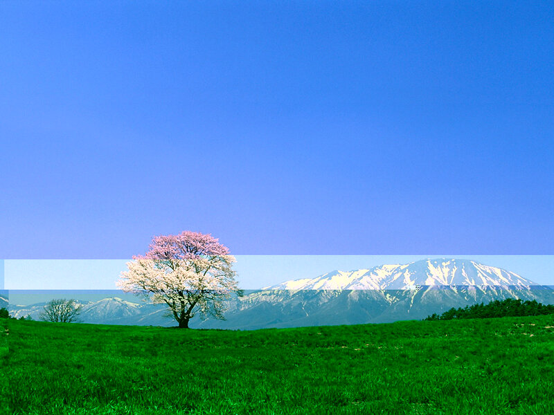 Sakura Tree in Field — Green