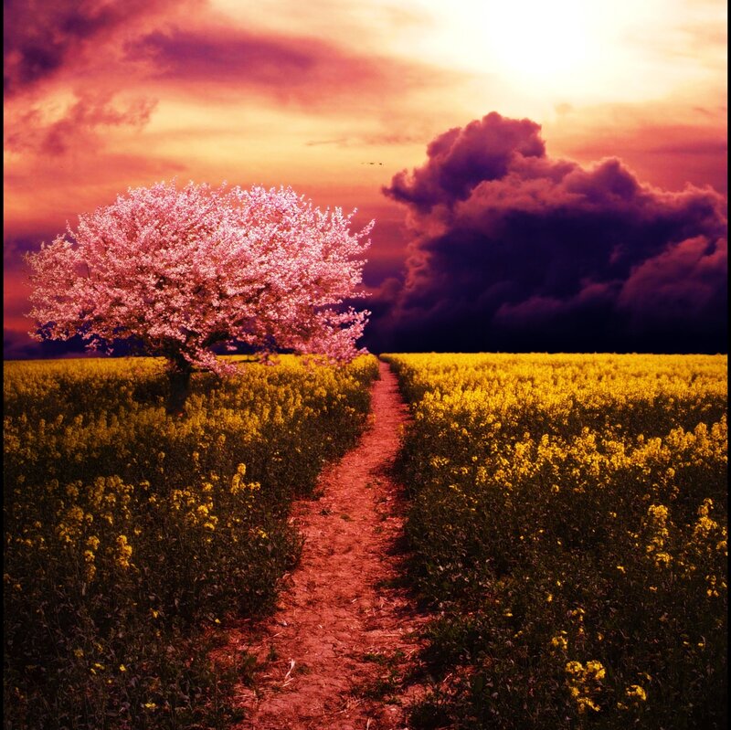 Sakura Tree in Field — Yellow