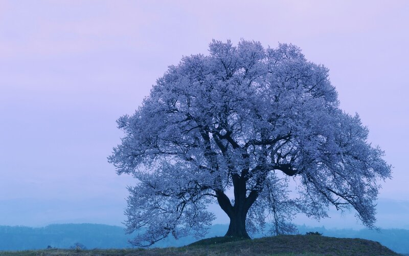 Sakura Tree on Hill — Blue