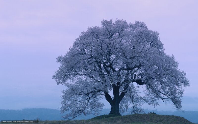 Sakura Tree on Hill — Purple