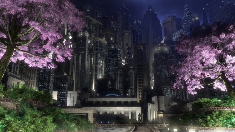 Sakura Trees in City