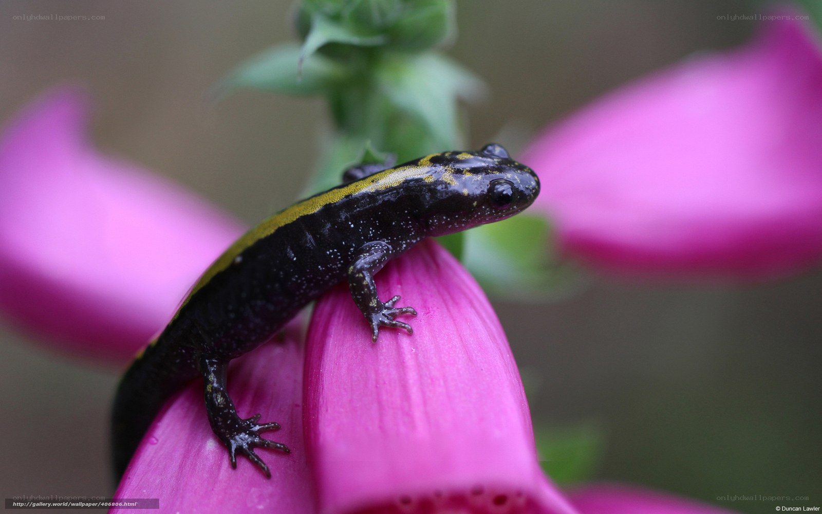 salamander on a pink flower