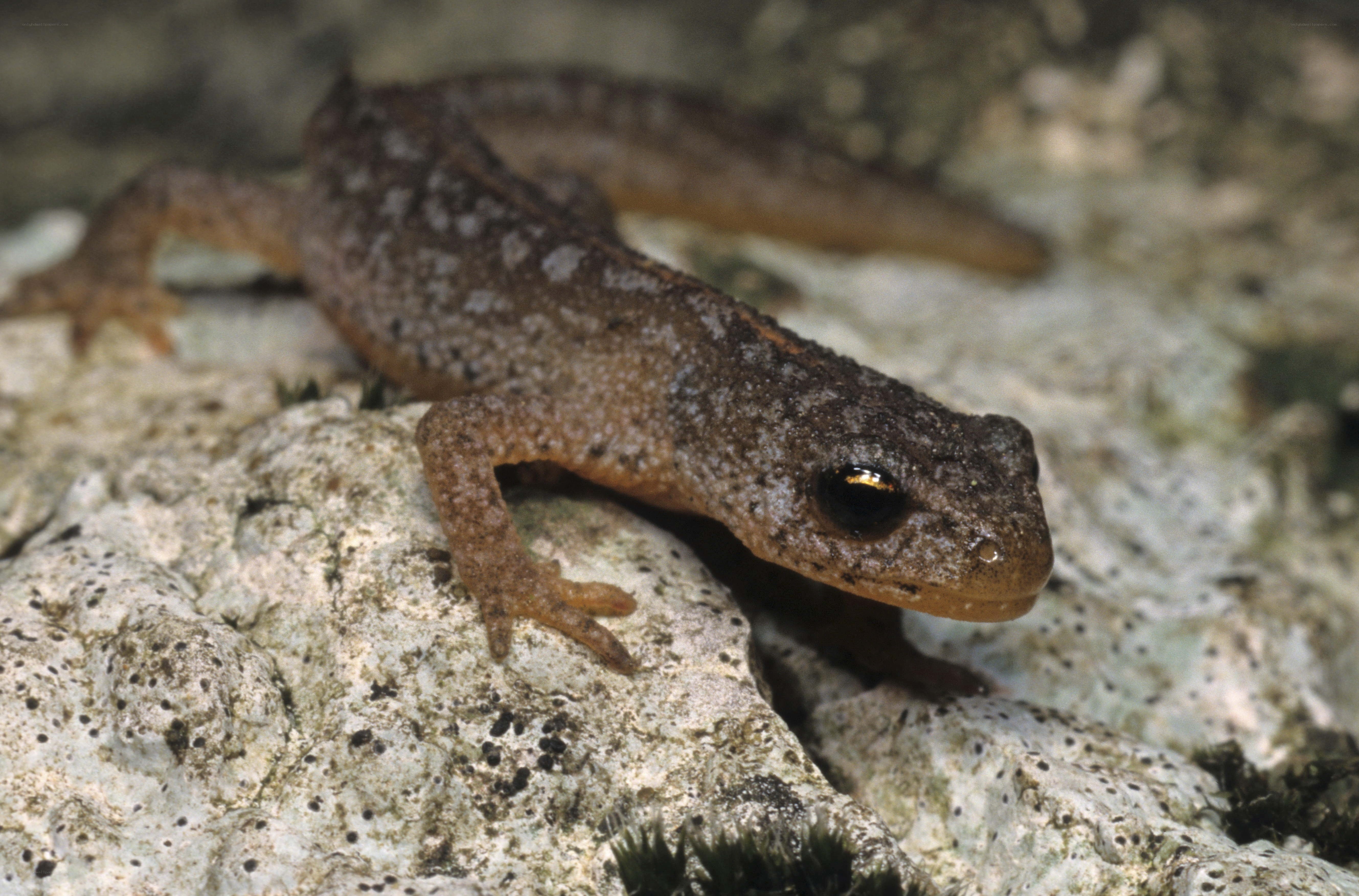 salamander on a rock
