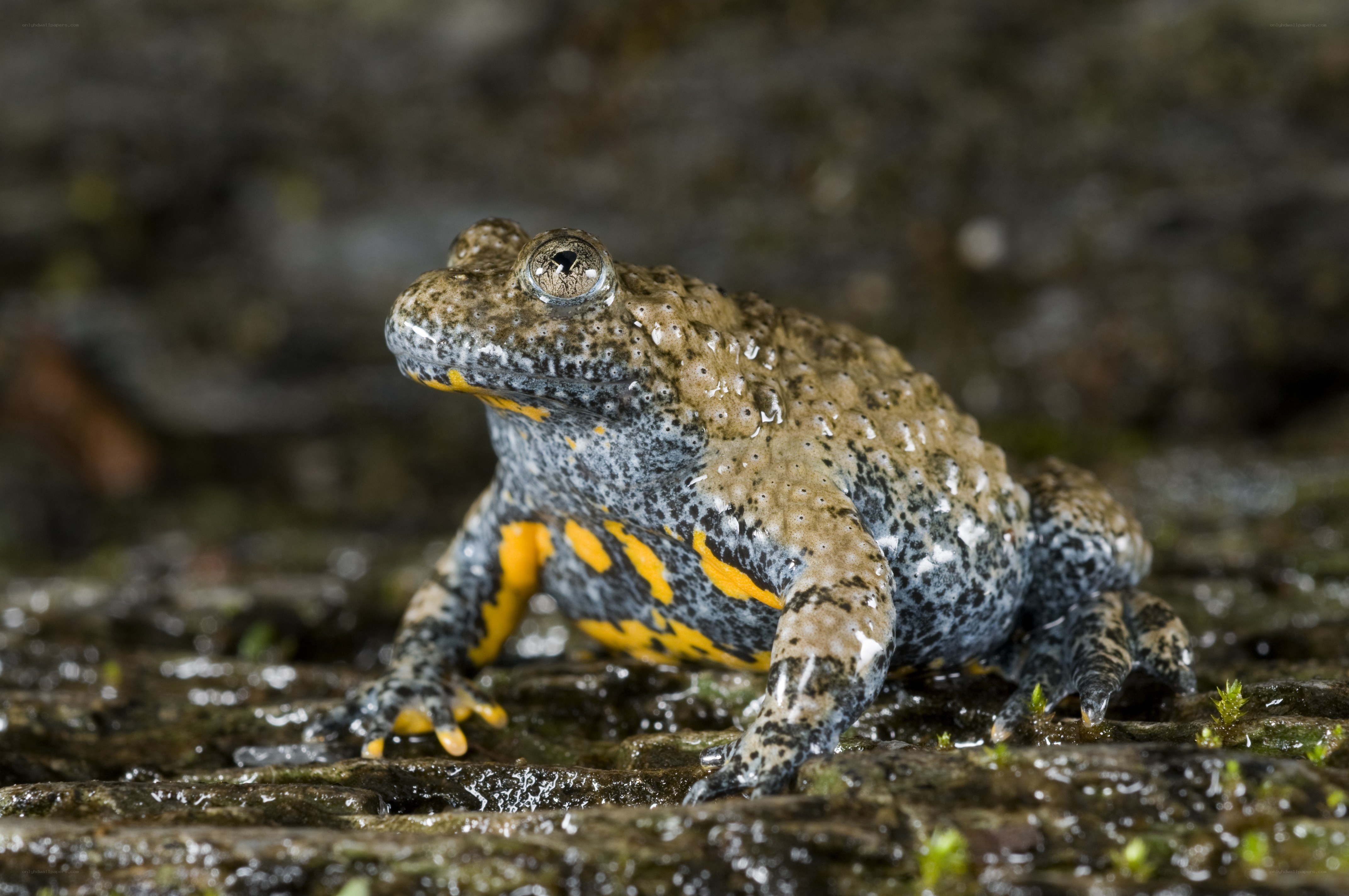 Salamander on a wet rock