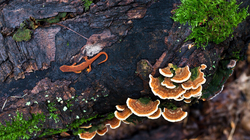 Salamander on decaying log