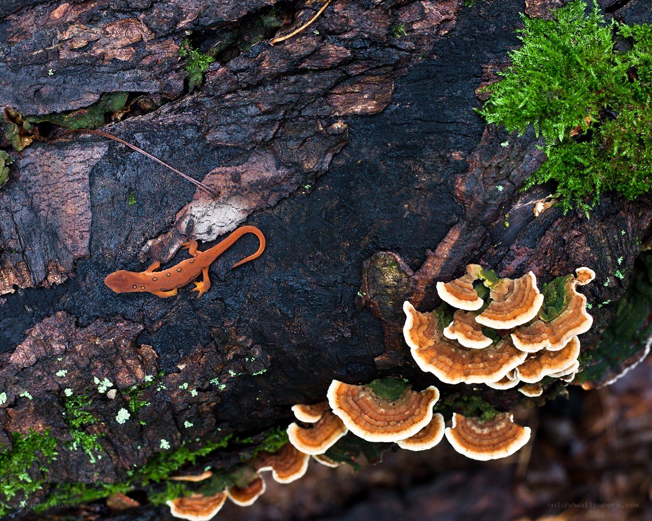Salamander on decaying log