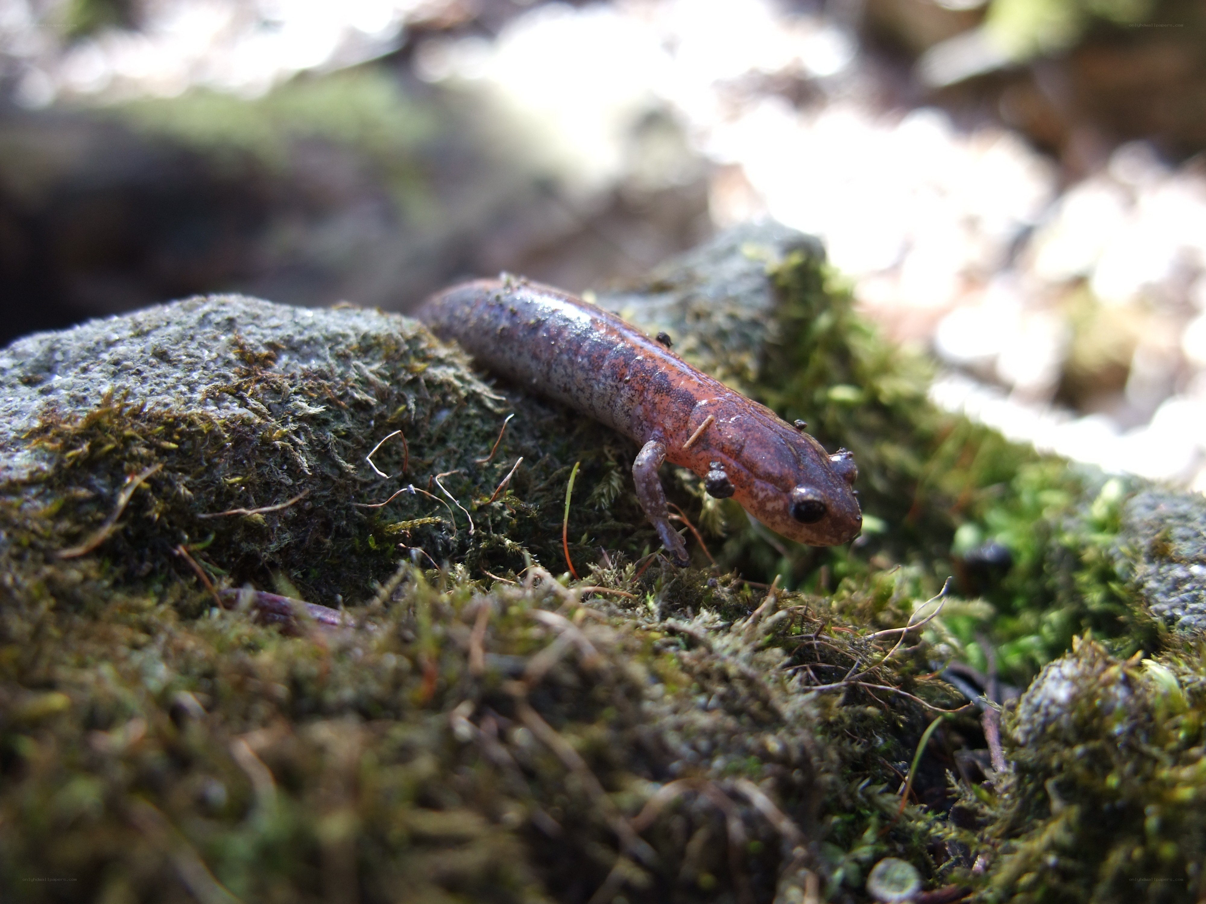 Salamander on mossy rock