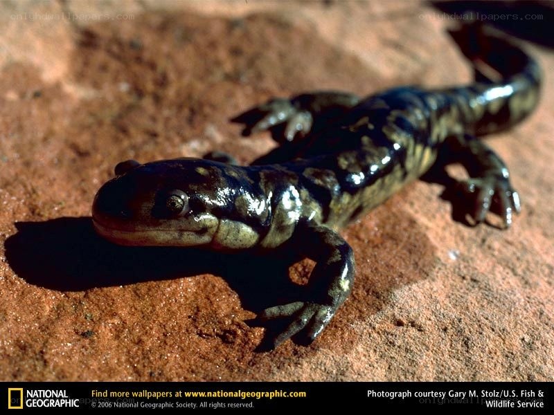 salamander on red rock