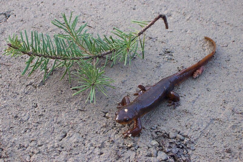 salamander on sandy ground