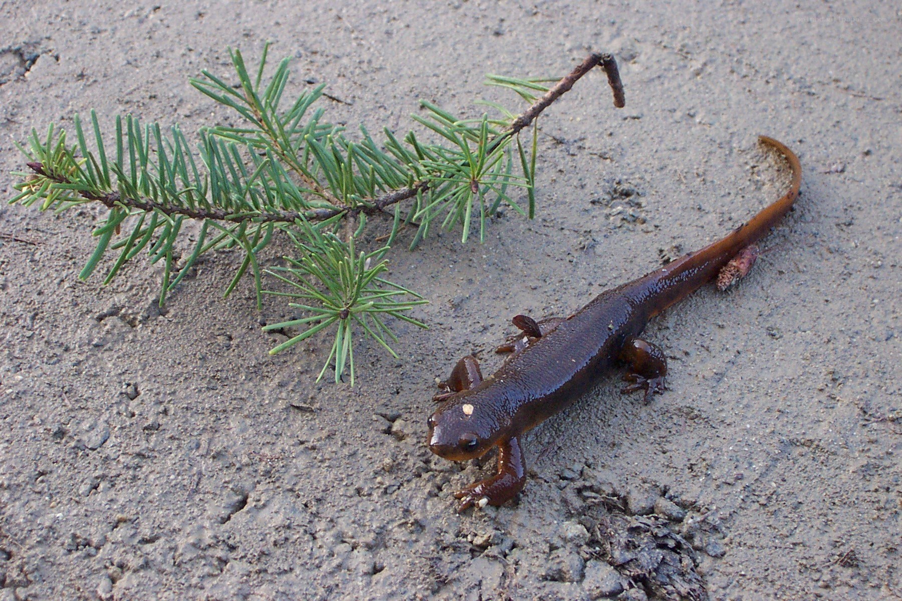salamander on sandy ground