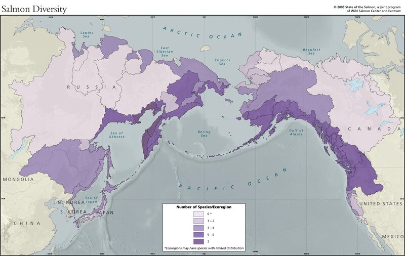 Salmon Diversity Map — Purple