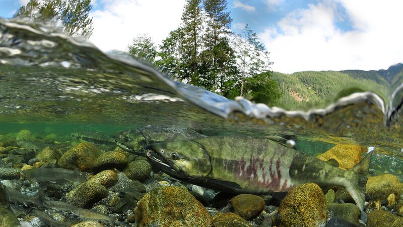 Salmon in a river