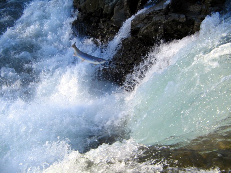 Salmon jumping in a river