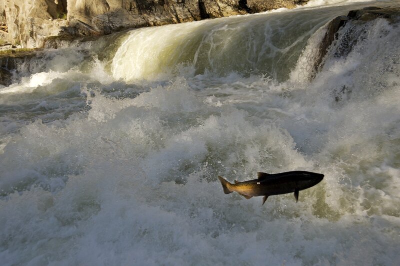 Salmon Jumping in River