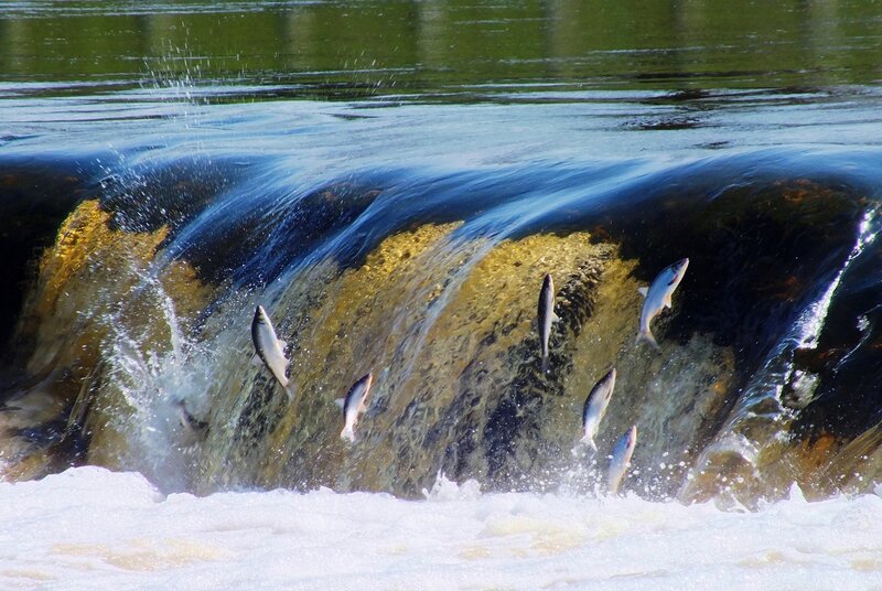 Salmon Jumping Waterfall — Blue, Dynamic, Afternoon