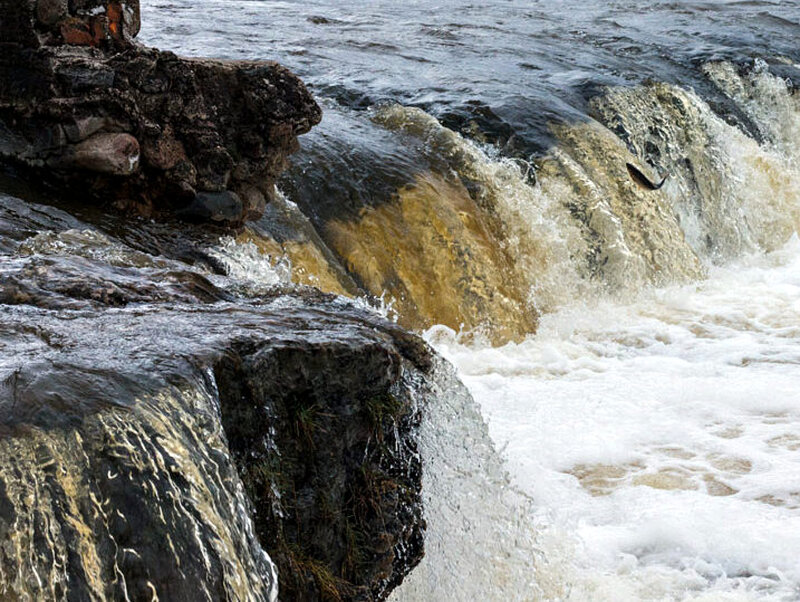 Salmon Jumping Waterfall
