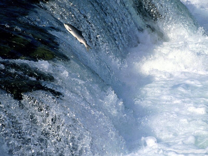 Salmon leaping a waterfall
