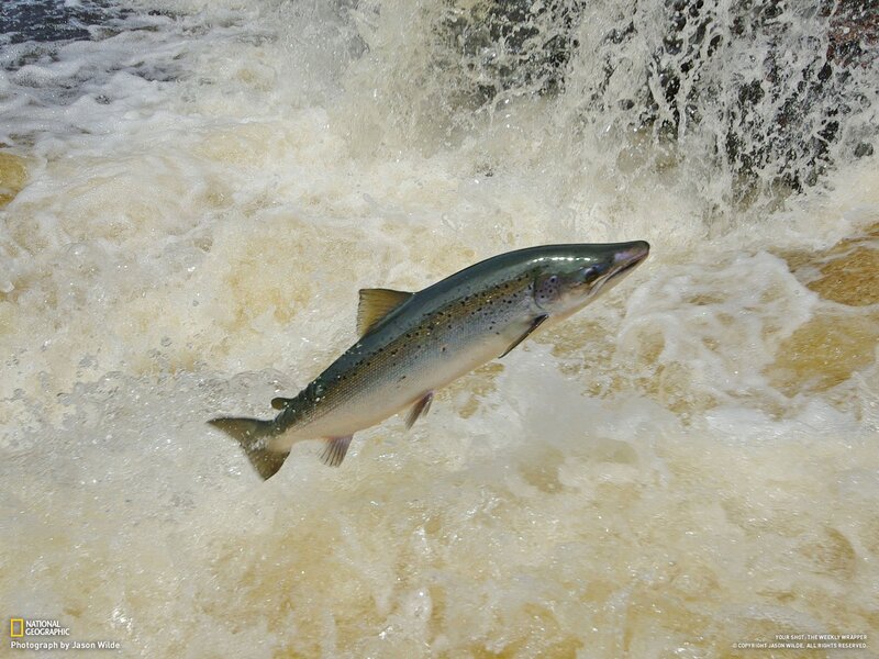 Salmon leaping in river