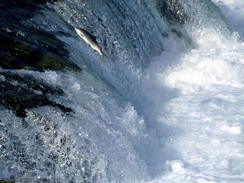 Salmon leaping waterfall