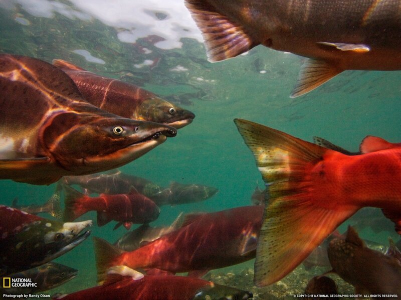 Salmon spawning in river