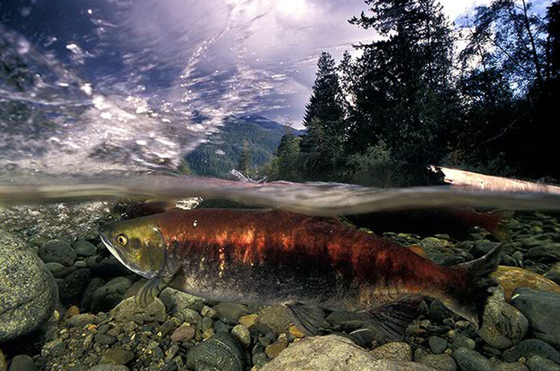 Salmon swimming in a river