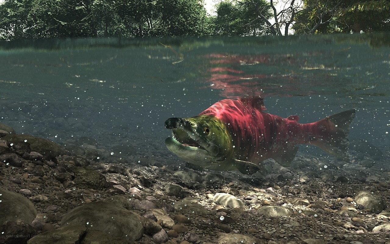 Salmon swimming in river