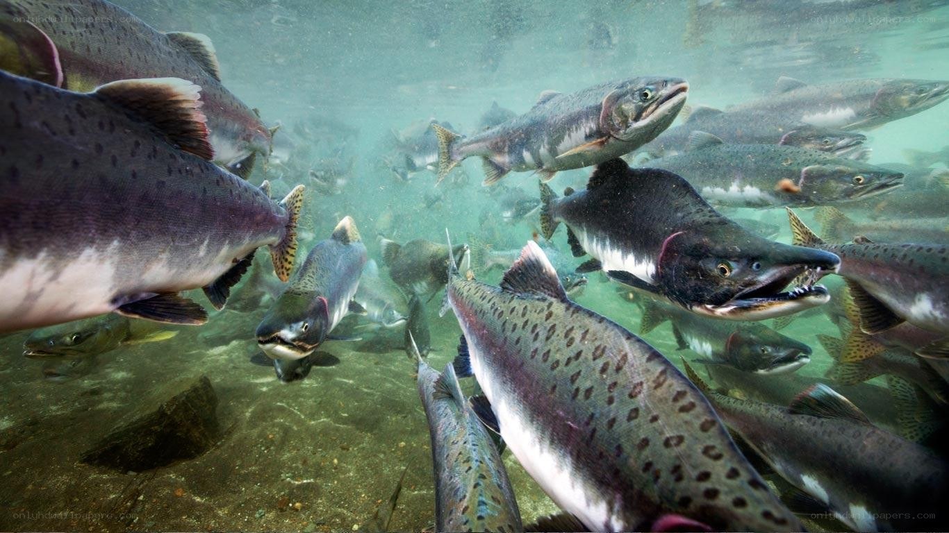 Salmon swimming underwater