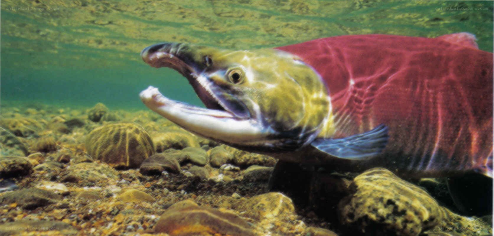 Salmon swimming underwater