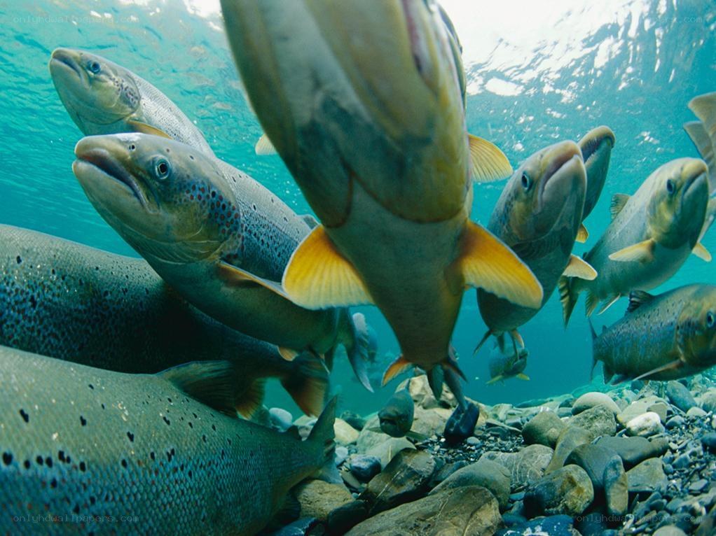 Salmon swimming underwater