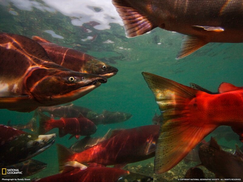 Salmon swimming underwater